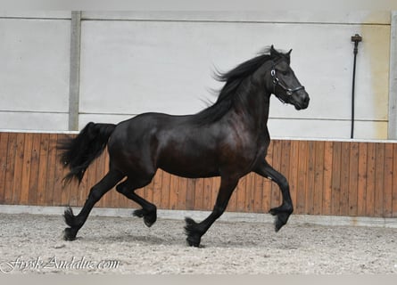 Frisone / Frisone Occidentale, Giumenta, 3 Anni, 168 cm, Morello