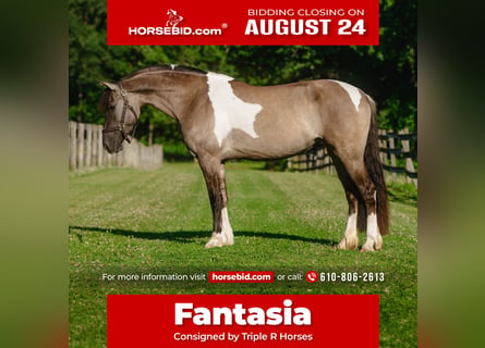 Frisone / Frisone Occidentale Mix, Giumenta, 4 Anni, 152 cm, Pezzato
