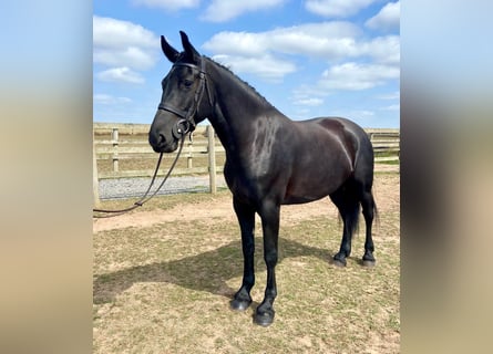 Frisone / Frisone Occidentale, Giumenta, 5 Anni, 163 cm, Morello