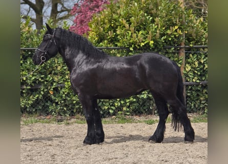 Frisone / Frisone Occidentale, Giumenta, 5 Anni, 167 cm, Morello