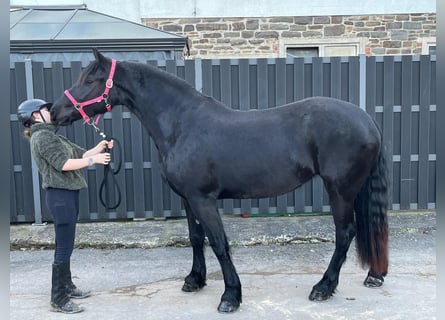 Frisone / Frisone Occidentale Mix, Giumenta, 6 Anni, 159 cm, Morello