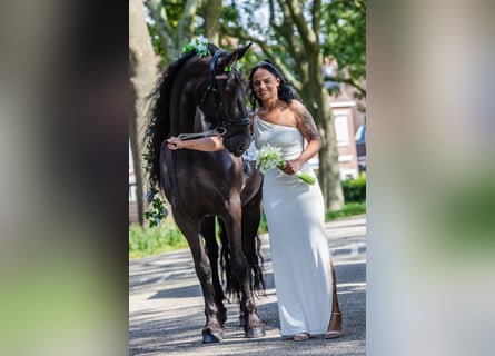 Frisone / Frisone Occidentale, Giumenta, 6 Anni, 167 cm, Morello