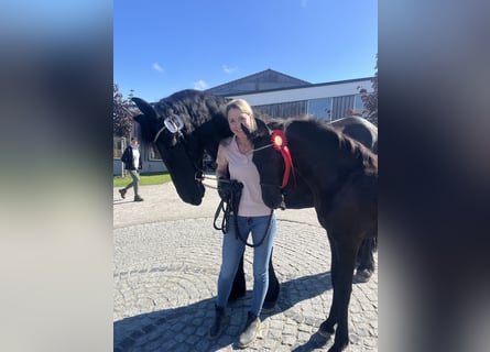 Frisone / Frisone Occidentale, Giumenta, 7 Anni, 164 cm, Morello