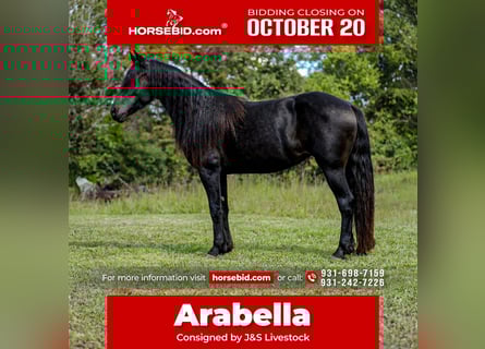 Frisone / Frisone Occidentale, Giumenta, 8 Anni, 155 cm, Morello