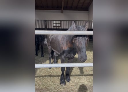Frisone / Frisone Occidentale, Stallone, 2 Anni, 155 cm, Morello