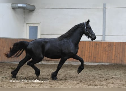 Frisone / Frisone Occidentale, Stallone, 2 Anni, 160 cm, Morello