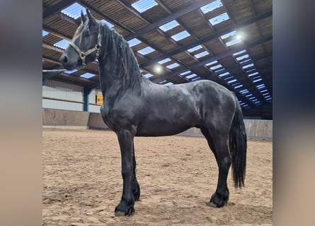 Frisone / Frisone Occidentale, Stallone, 2 Anni, 165 cm, Morello