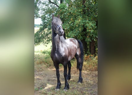Frisone / Frisone Occidentale, Stallone, 3 Anni, 160 cm, Morello