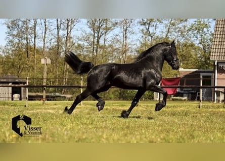 Frisone / Frisone Occidentale, Stallone, 3 Anni, 165 cm, Morello