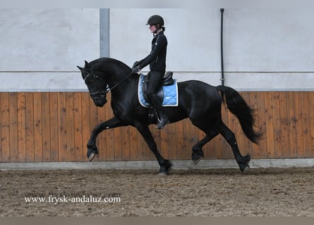 Frisone / Frisone Occidentale, Stallone, 3 Anni, 165 cm, Morello