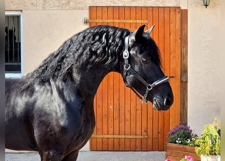Frisone / Frisone Occidentale, Stallone, 3 Anni, 166 cm, Morello
