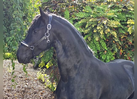 Frisone / Frisone Occidentale, Stallone, 3 Anni, 167 cm, Morello