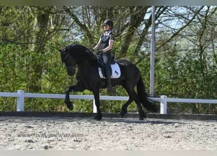 Frisone / Frisone Occidentale, Stallone, 4 Anni, 165 cm, Morello
