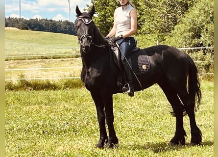 Frisone / Frisone Occidentale, Stallone, 4 Anni, Morello