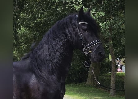 Frisone / Frisone Occidentale, Stallone, 5 Anni, 157 cm, Morello