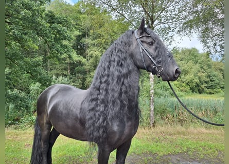 Frisone / Frisone Occidentale, Stallone, 7 Anni, 163 cm, Morello