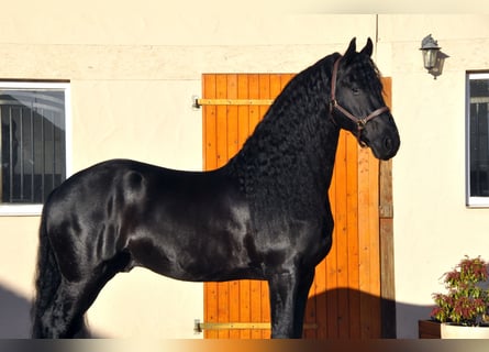 Frisone / Frisone Occidentale, Stallone, 7 Anni, 165 cm