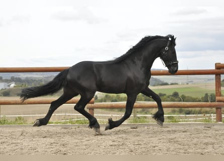 Frisone / Frisone Occidentale, Stallone, 7 Anni, 165 cm, Morello