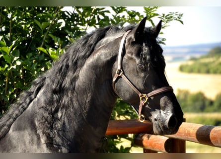 Frisone / Frisone Occidentale, Stallone, 8 Anni, 166 cm, Morello