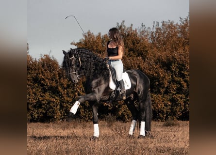 Frisone / Frisone Occidentale, Stallone, 9 Anni, 172 cm, Morello