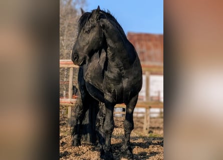 Frisone / Frisone Occidentale, Stallone, 13 Anni, 161 cm, Morello