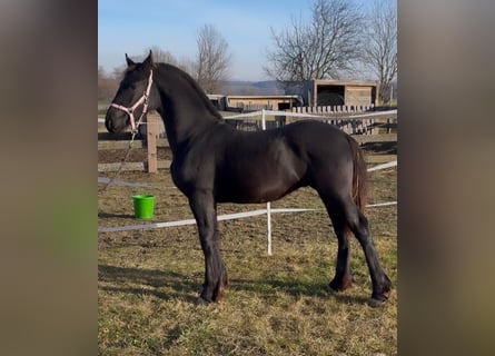 Frisone / Frisone Occidentale, Stallone, Puledri (04/2025), 165 cm, Morello