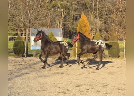 Frisone / Frisone Occidentale, Stallone, Puledri (05/2025), Leopard