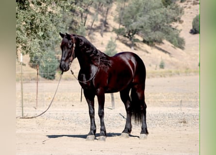 Frisones, Caballo castrado, 10 años, 152 cm, Negro
