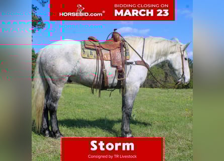 Frisones Mestizo, Caballo castrado, 10 años, 168 cm, Tordo