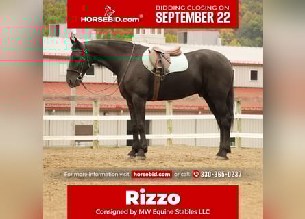 Frisones Mestizo, Caballo castrado, 10 años, 170 cm, Negro