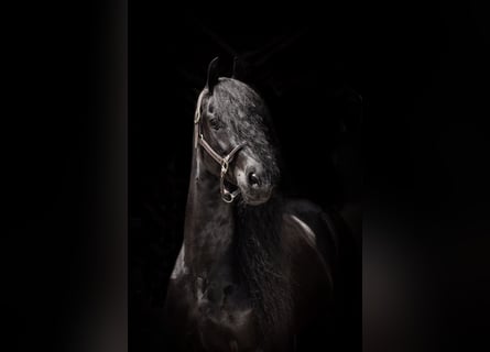 Frisones, Caballo castrado, 10 años, 172 cm, Negro