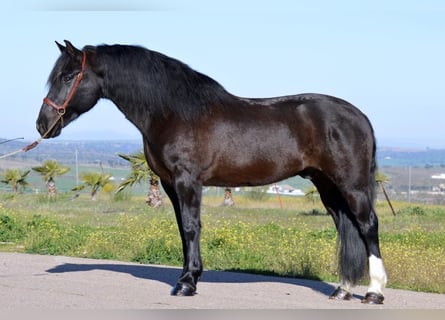 Frisones Mestizo, Caballo castrado, 11 años, 161 cm, Negro