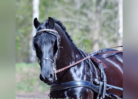 Frisones, Caballo castrado, 11 años, 162 cm, Negro