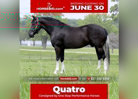 Frisones Mestizo, Caballo castrado, 11 años, 165 cm, Negro