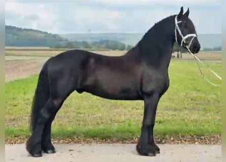 Frisones, Caballo castrado, 13 años, 160 cm, Negro
