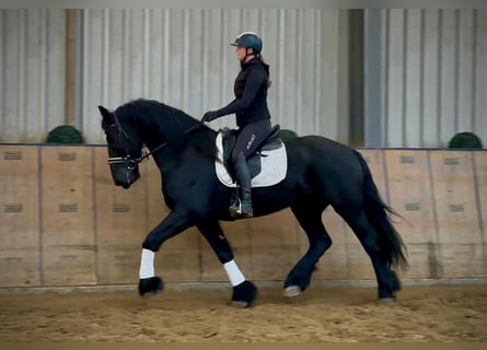 Frisones, Caballo castrado, 13 años, 165 cm