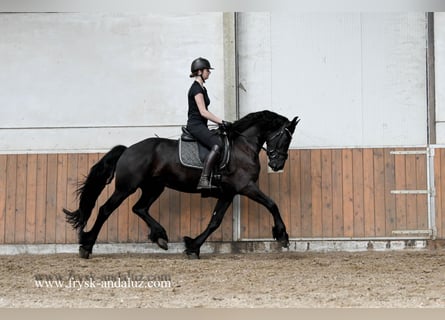 Frisones, Caballo castrado, 3 años, 163 cm, Negro