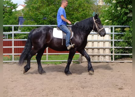 Frisones Mestizo, Caballo castrado, 3 años, 165 cm, Negro