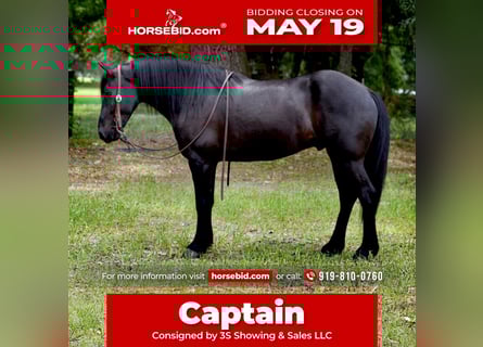 Frisones Mestizo, Caballo castrado, 4 años, 140 cm, Negro