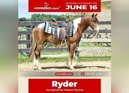 Frisones Mestizo, Caballo castrado, 4 años, 142 cm