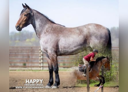 Frisones, Caballo castrado, 4 años, 152 cm, Castaño rojizo