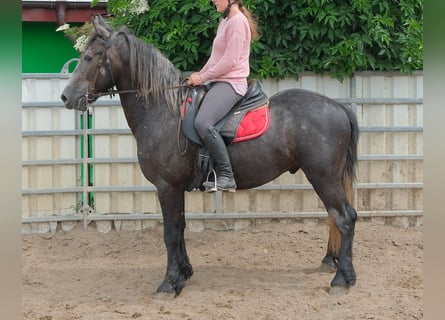 Frisones Mestizo, Caballo castrado, 4 años, 155 cm, Tordillo negro
