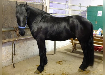 Frisones, Caballo castrado, 4 años, 158 cm, Negro