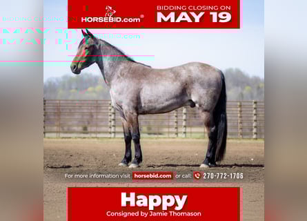 Frisones Mestizo, Caballo castrado, 4 años, 160 cm, Castaño-ruano