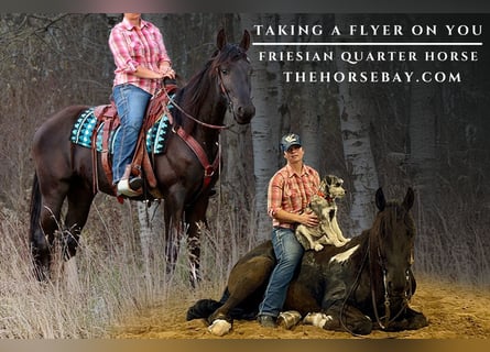 Frisones Mestizo, Caballo castrado, 4 años, 160 cm, Negro