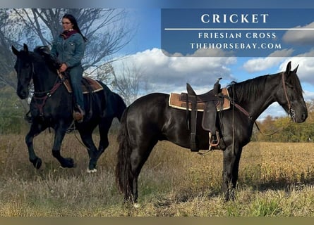 Frisones Mestizo, Caballo castrado, 4 años, 165 cm, Negro