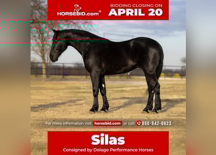 Frisones Mestizo, Caballo castrado, 4 años, 168 cm, Negro