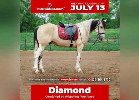 Frisones Mestizo, Caballo castrado, 4 años, Buckskin/Bayo