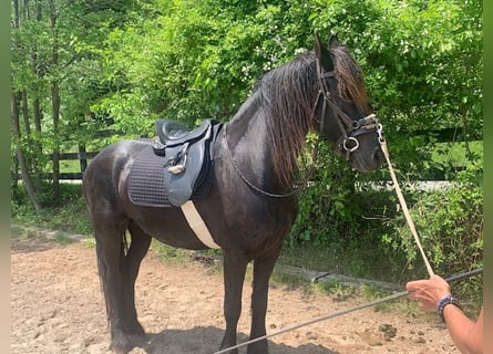 Frisones, Caballo castrado, 4 años, Castaño oscuro