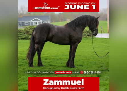Frisones Mestizo, Caballo castrado, 4 años, Negro